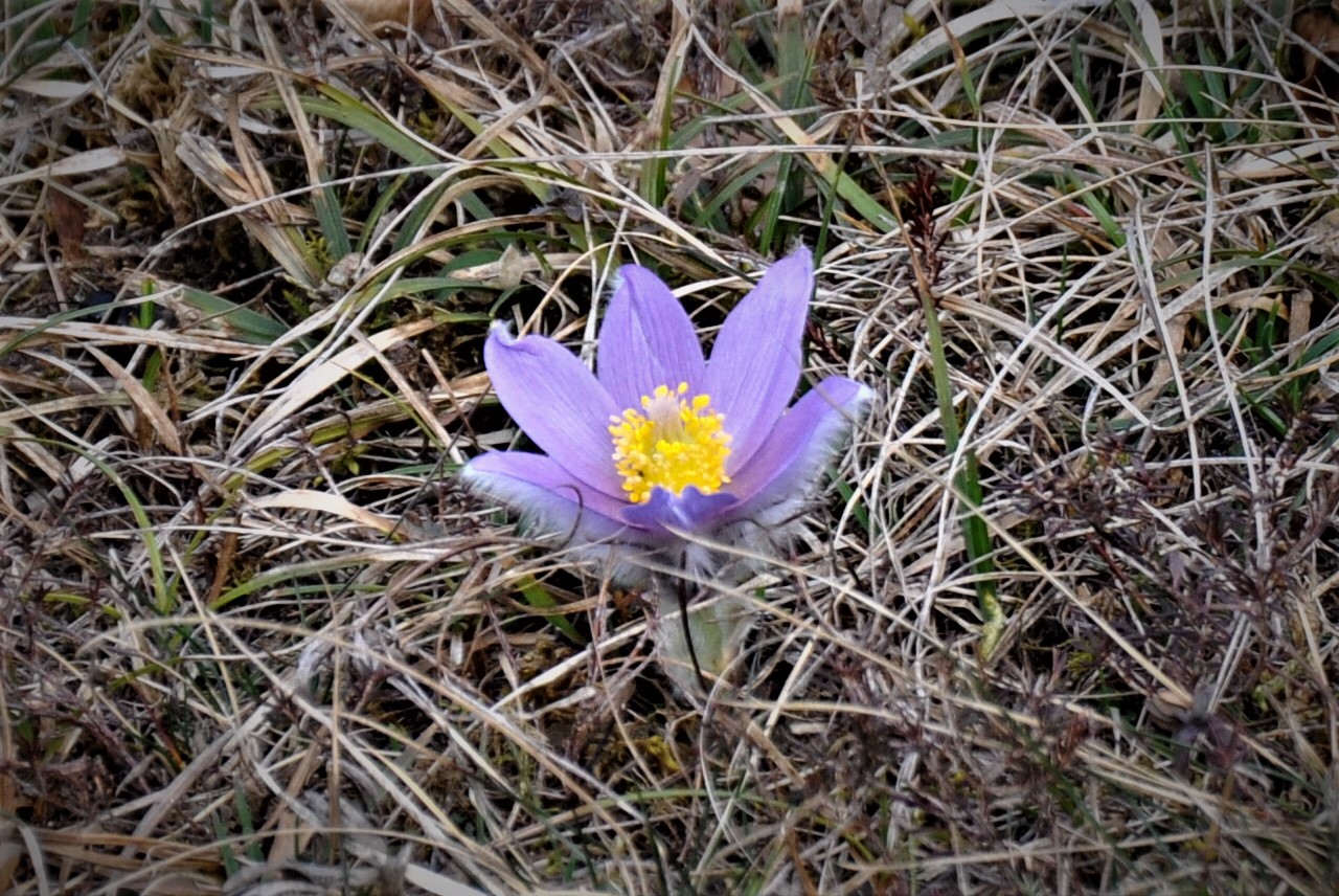 CSC_4468a